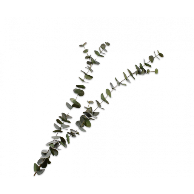 SILK-KA | Silk-ka | Eucalyptus Tak | Groen | 155cm