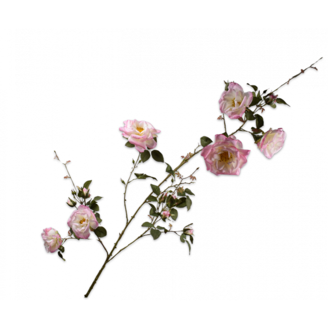 SILK-KA | Silk-ka | Roos Tak Roze | 160cm