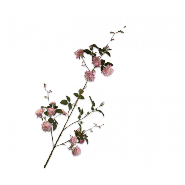 SILK-KA | Silk-ka | Roos Tak Roze | 153cm
