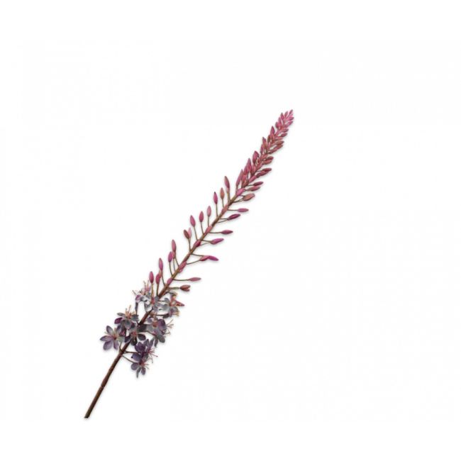 SILK-KA | Silk-ka | Eremurus Steel Paars | 107cm