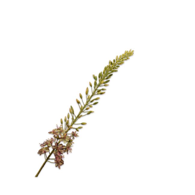 SILK-KA | Silk-ka | Eremurus Steel | Bruin/Groen | 107cm