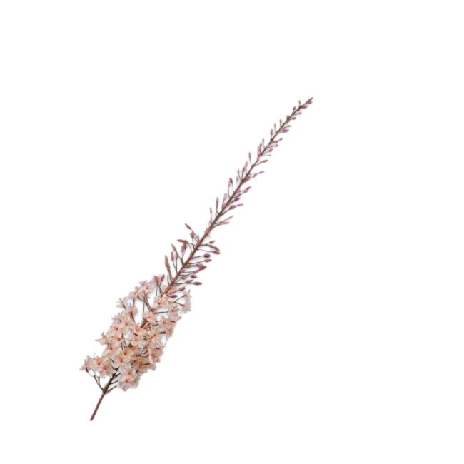 SILK-KA | Silk-ka | Eremurus Steel | Crème | 161cm