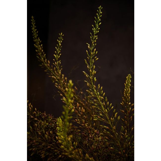 SILK-KA | Silk-ka | Eremurus Steel | Paars/Geel | 161cm