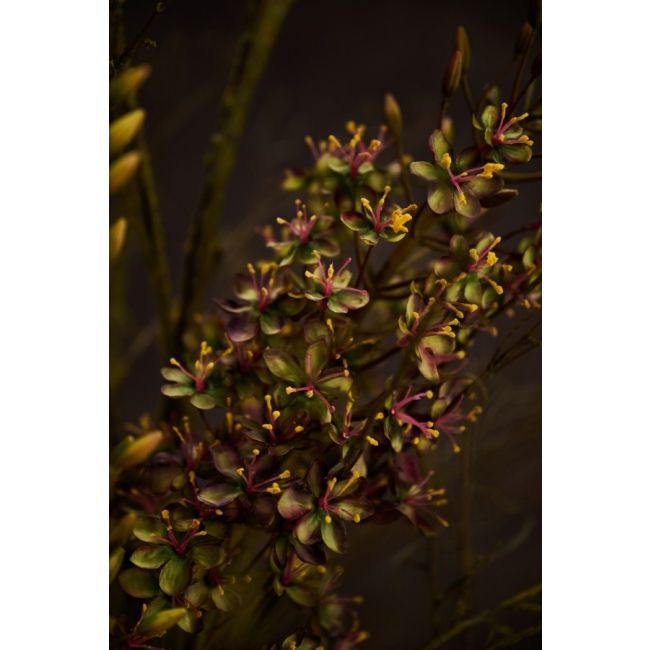 SILK-KA | Silk-ka | Eremurus Steel | Paars/Geel | 161cm