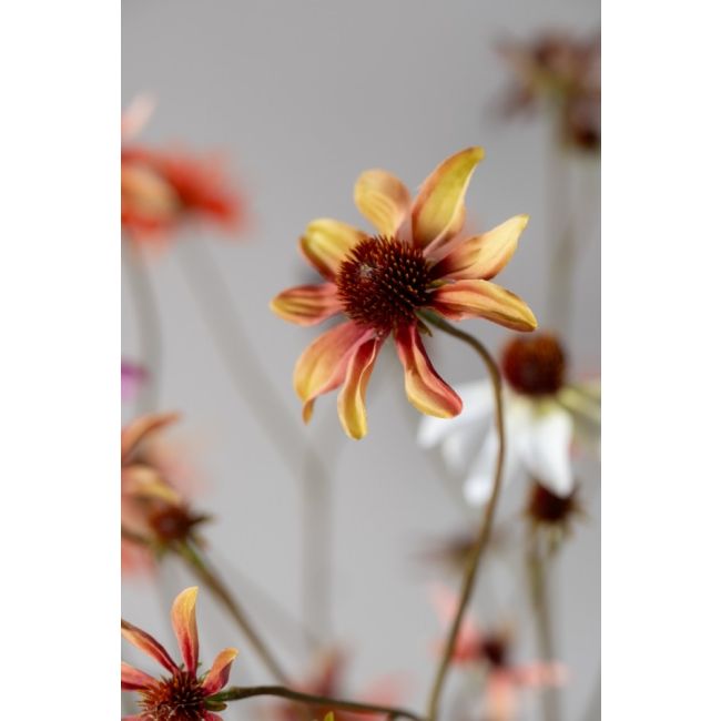 SILK-KA | Silk-ka | Rudbeckia Tak | Crème/Bruin | 91cm