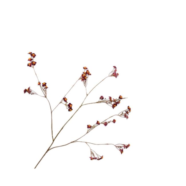 SILK-KA | Silk-ka | Vergeetmeniet Tak | Paars | 76cm