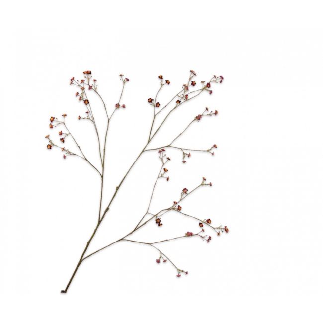 SILK-KA | Silk-ka | Vergeetmeniet Tak | Paars | 132cm