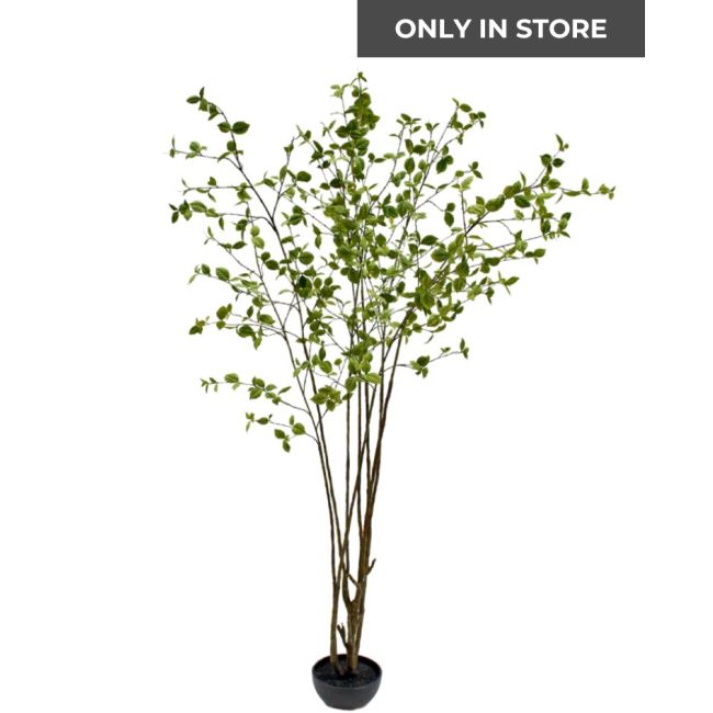 SILK-KA | Silk-ka | Beuken | Groen | 260cm | ONLY IN STORE