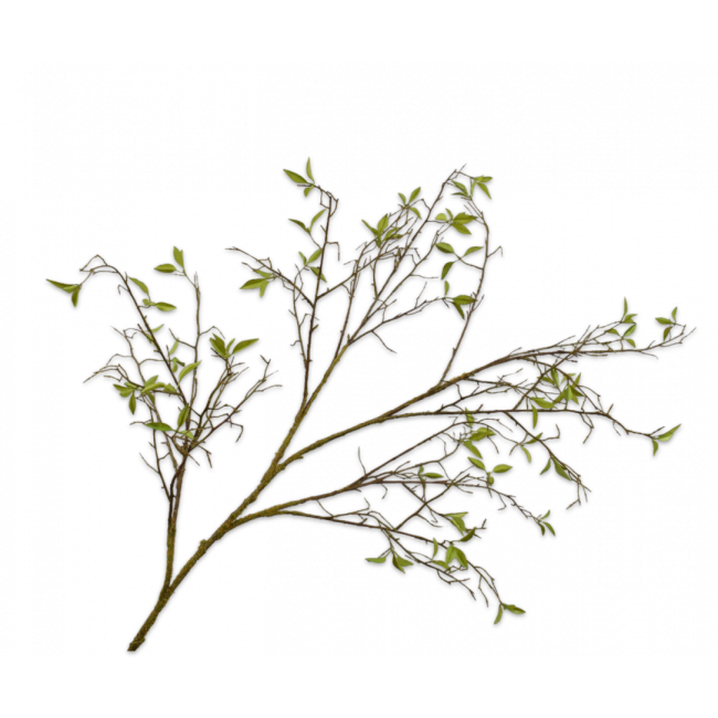 SILK-KA | Silk-ka | Wilgentak | Groen | 136cm