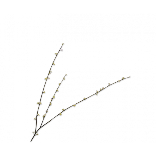 SILK-KA | Silk-ka | Pittosporum Tak | Groen | 85cm