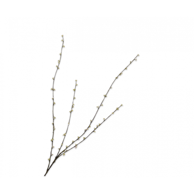 SILK-KA | Silk-ka | Pittosporum Tak | Groen | 121cm