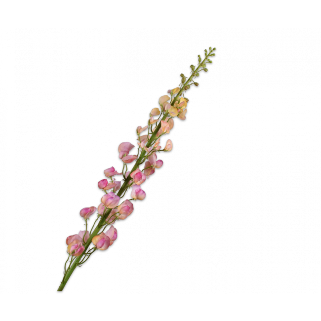 SILK-KA | Silk-ka | Lathyrus Steel | Oranje/Roze | 135cm