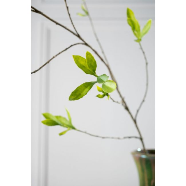 SILK-KA | Silk-ka | Laurier Tak | Groen | 170cm