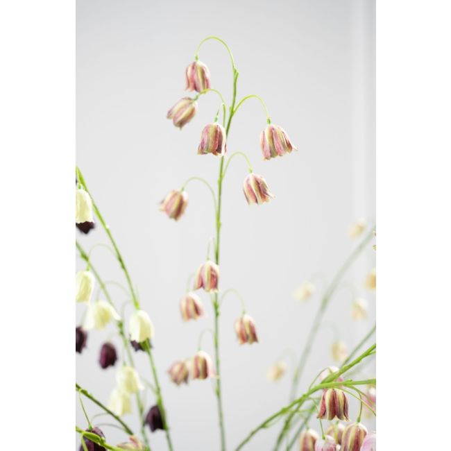 SILK-KA | Silk-ka | Fritillaria Tak | Bordeaux/Groen| 97cm