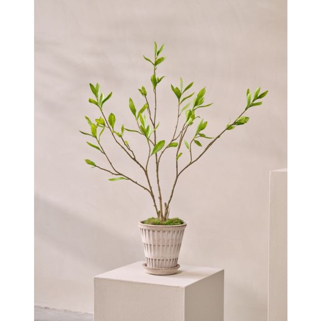 SILK-KA | Silk-ka | Sedum Bush | Groen | 90cm