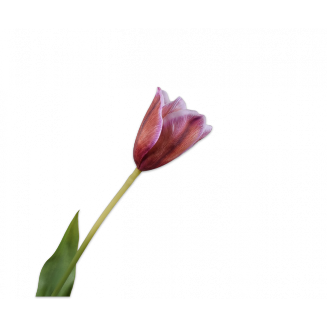 SILK-KA | Silk-ka | Tulp Steel | Paars | 72cm