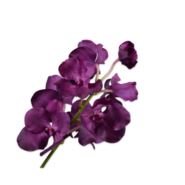 SILK-KA | Silk-ka | Vanda Tak | Paars | 74cm
