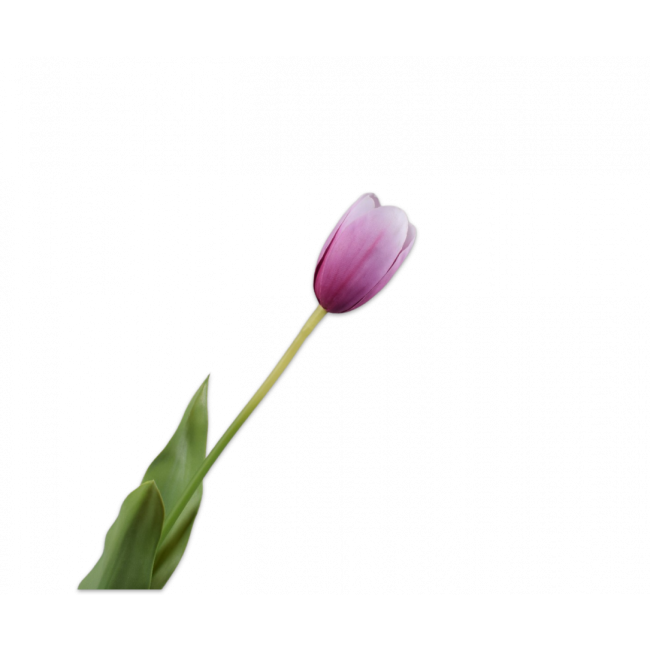 SILK-KA | Silk-ka | Tulp Steel | Paars | 84cm