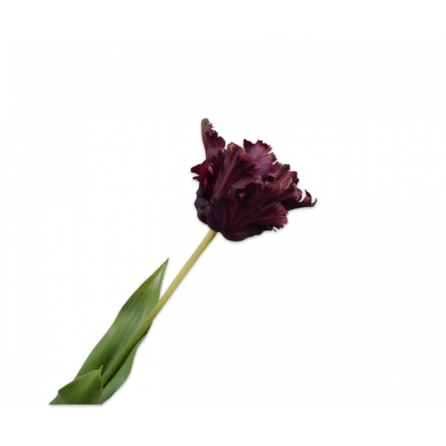 SILK-KA | Silk-ka | Tulp Steel | Bordeaux | 71cm