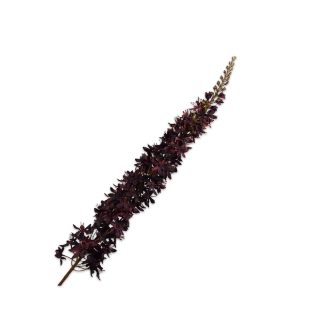 SILK-KA | Silk-ka | Eremurus Steel | Bordeaux | 109 cm