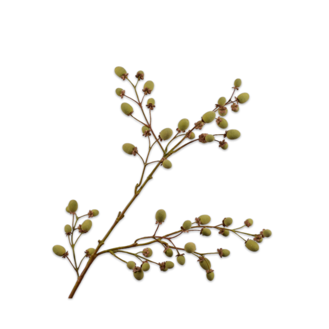 SILK-KA | Silk-ka | Fruittak Kiwi | Bruin/Groen | 102cm