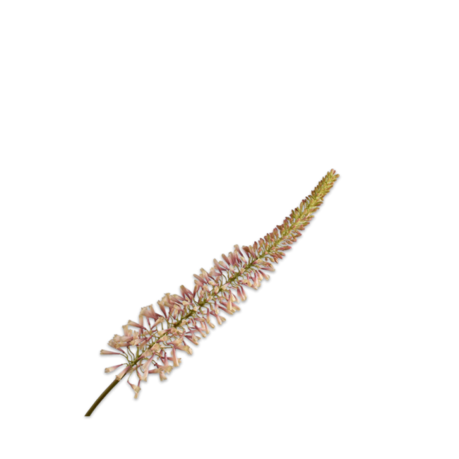 SILK-KA | Silk-ka | Eremurus Steel | Roze/Crème | 109cm