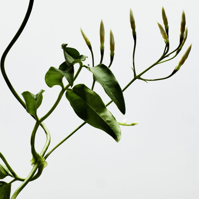 LOEWE PERFUMES | Loewe Perfumes | 001 | Woman | Eau de Parfum