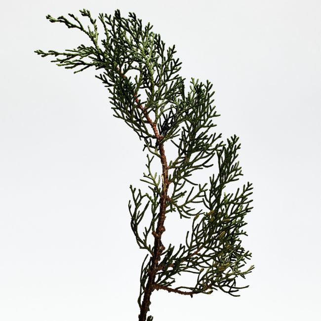 LOEWE PERFUMES | Loewe Perfumes | 001 | Man | Eau de Parfum