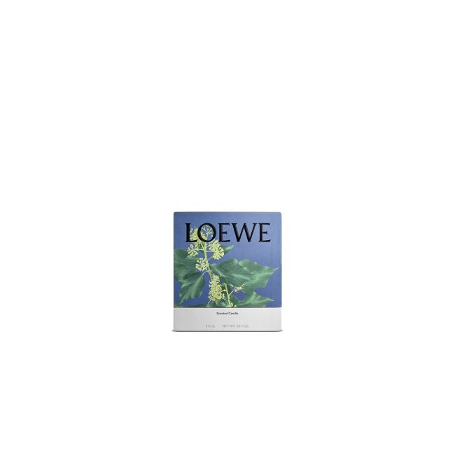 LOEWE  | Loewe | Ivy | Geurkaars | M