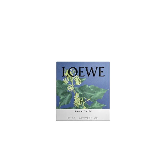 LOEWE  | Loewe | Ivy | Geurkaars | L