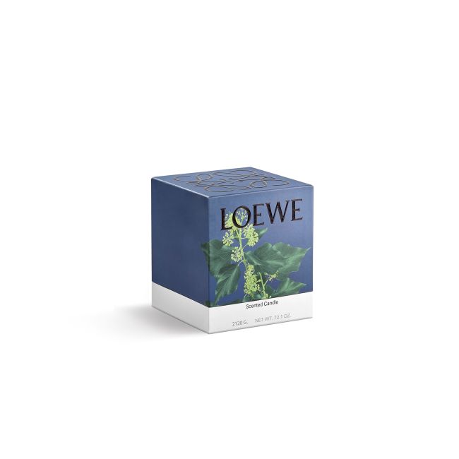 LOEWE  | Loewe | Ivy | Geurkaars | L