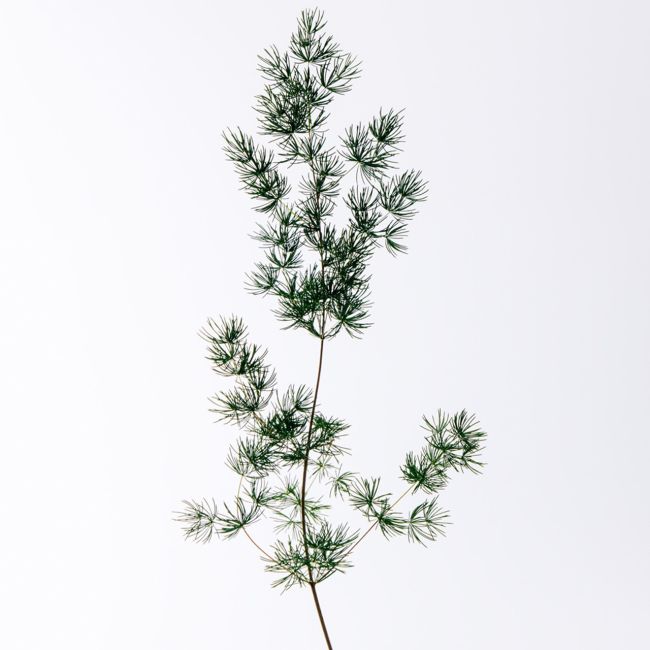 LOEWE PERFUMES | Loewe Perfumes | Solo | Cedro | Eau de Toilette