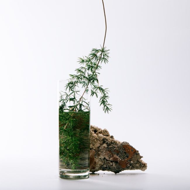 LOEWE PERFUMES | Loewe Perfumes | Solo | Cedro | Eau de Toilette