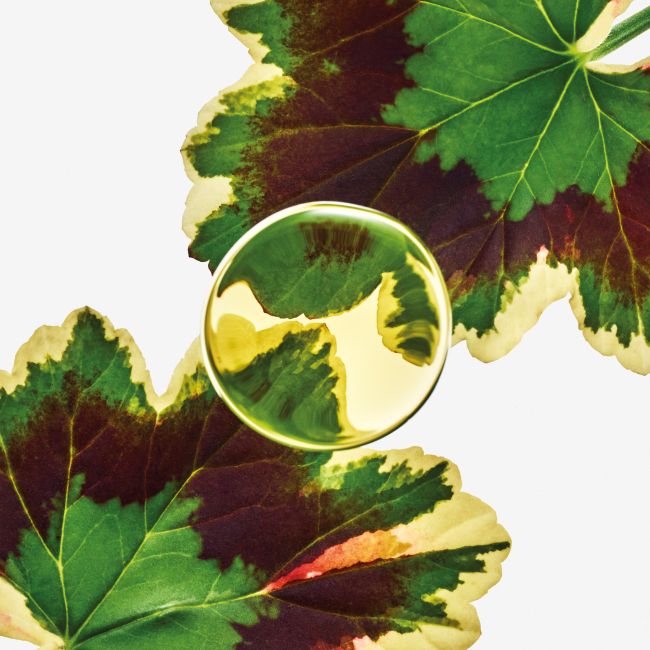 LOEWE PERFUMES | Loewe Perfumes | Elixir | Esencia |  Eau de Parfum