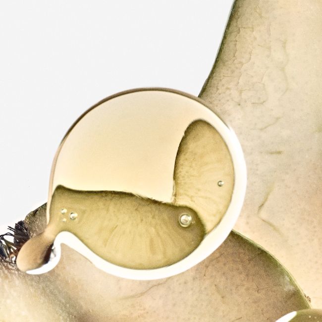 LOEWE PERFUMES | Loewe Perfumes | Elixir | Solo Ella | Eau de Parfum