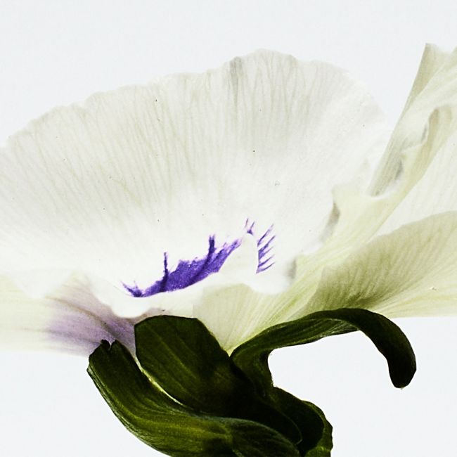 LOEWE PERFUMES | Loewe Perfumes | Agua | Drop | Eau de Parfum