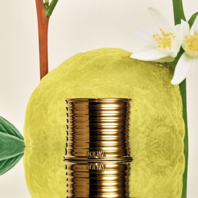 LOEWE | Loewe | Earl Grey | Geurkaars | Midi