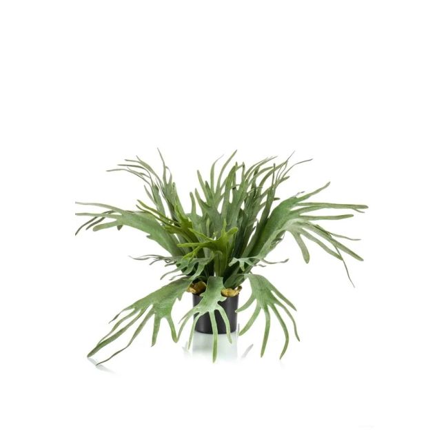 VORSPAGET HOME | Staghoorn | 65cm