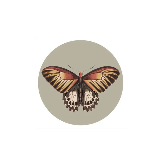 VANILLA FLY | Vanilla Fly | Onderzetters | Butterfly