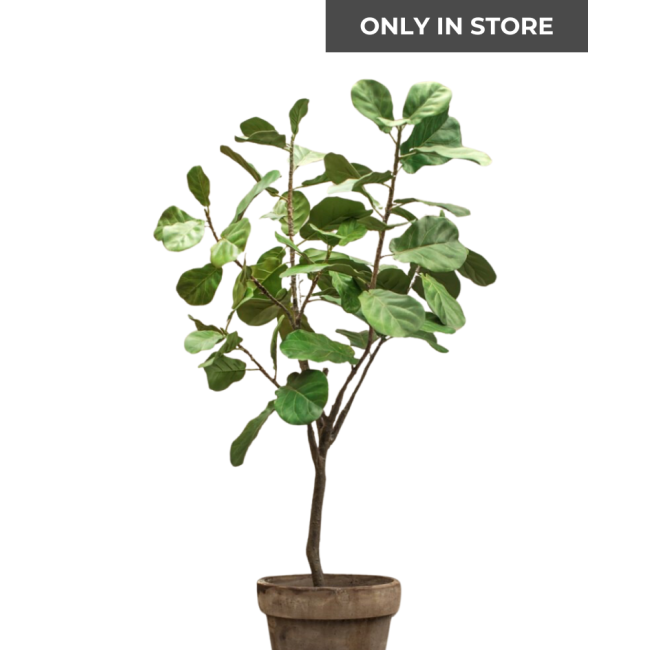 SILK-KA | Silk-ka | Plant Ficus Groen | 160 cm | Only in store!