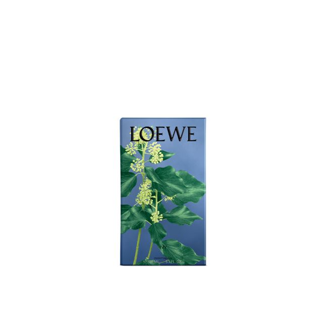 LOEWE | Loewe | Ivy | Huisparfum
