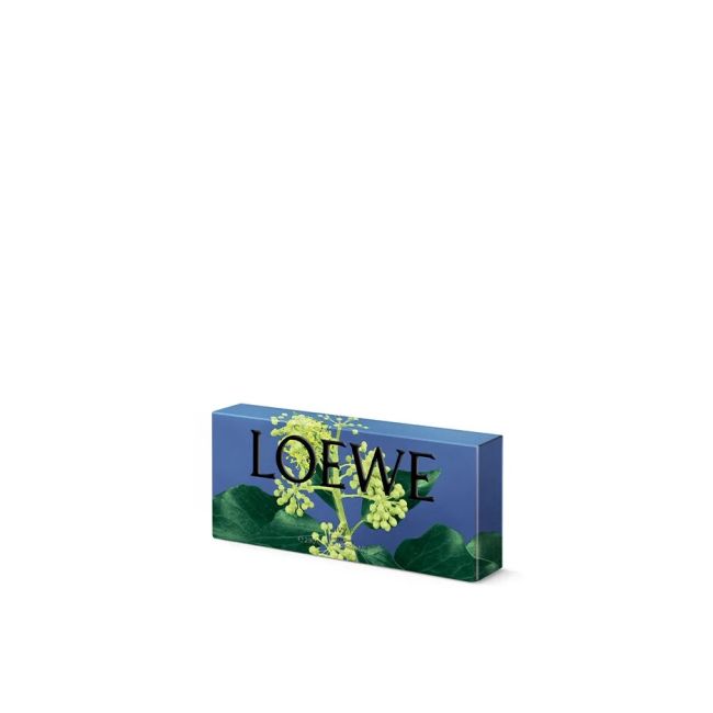LOEWE | Loewe | Ivy | Zeep