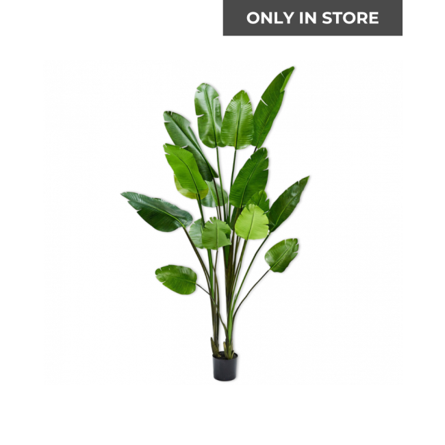 SILK-KA | Silk-ka | Plant Strelitzia Groen | 183 cm | Only in Store!