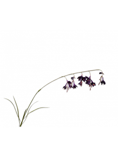 Silk-ka | Dierama Steel Paars | 114cm