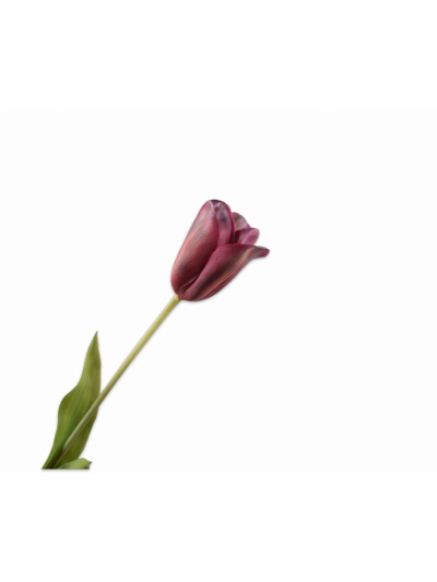 Silk-ka | Tulp Steel Perzik/Roze | 72cm | Vorspaget Home