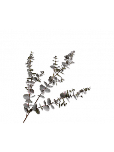 Silk-ka | Eucalyptus tak | Grijs  | 105cm