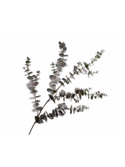 Silk-ka | Eucalyptus tak | Grijs | 143 cm