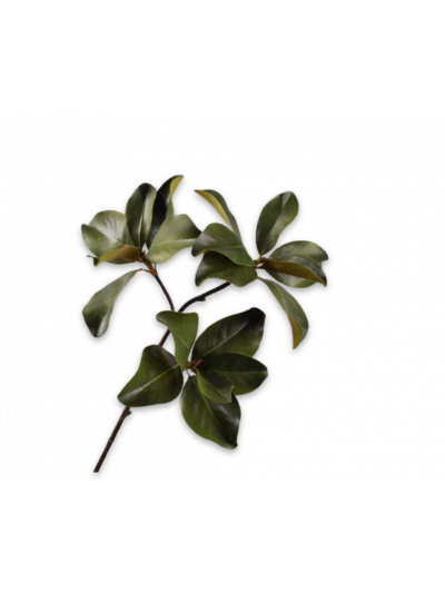 Silk-ka | Magnolia tak | Groen | 99 cm