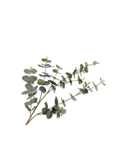 Silk-ka | Eucalyptus Tak | Groen | 95cm