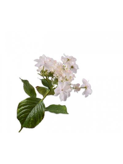 Silk-ka Hortensia Steel Roze 74cm - Vorspaget Home